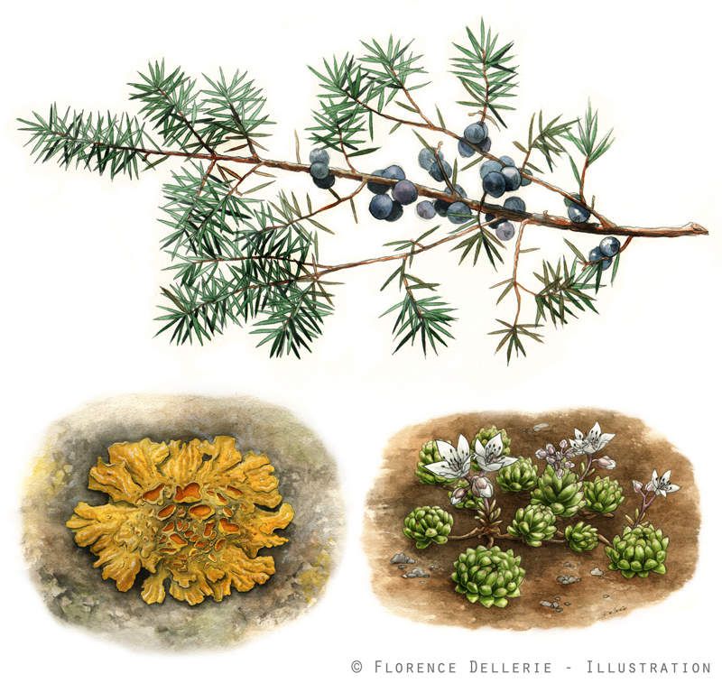 Nouvelles illustrations botaniques
