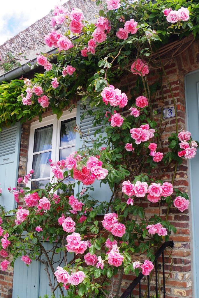 Les roses et la poterie de Gerberoy, beau village de France - Le blog de Jean-Pierre Kosinski.