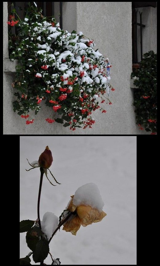 après le doré voici le blanc