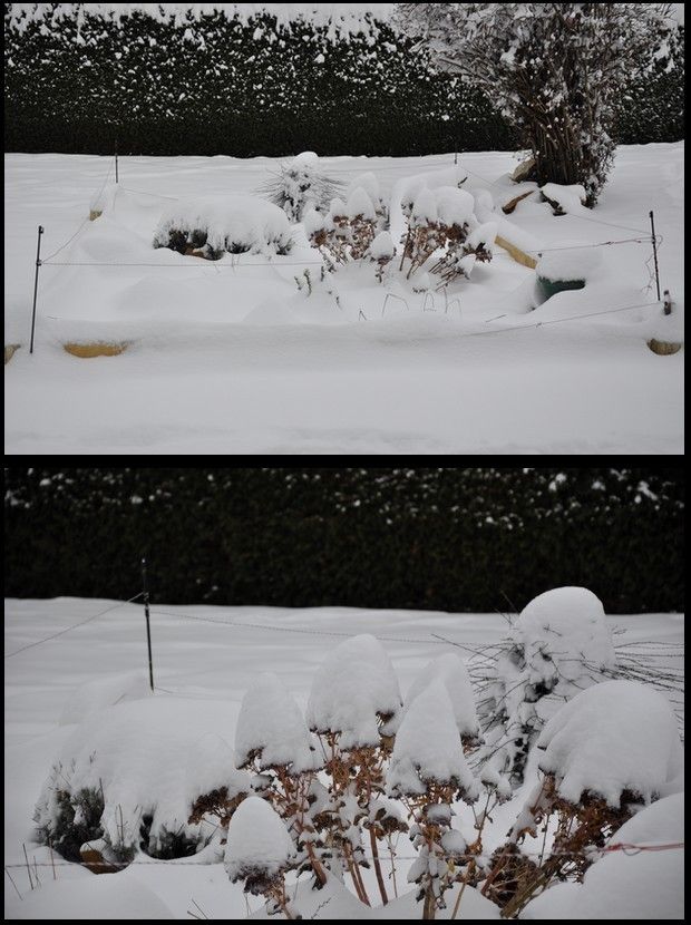 après le doré voici le blanc