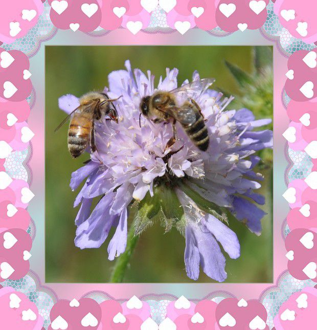 les bébêtes en émoi...