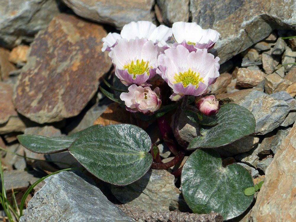 QUELQUES PLANTES ENDEMIQUES OU RARES DES PYRENEES ORIENTALES (1) LE