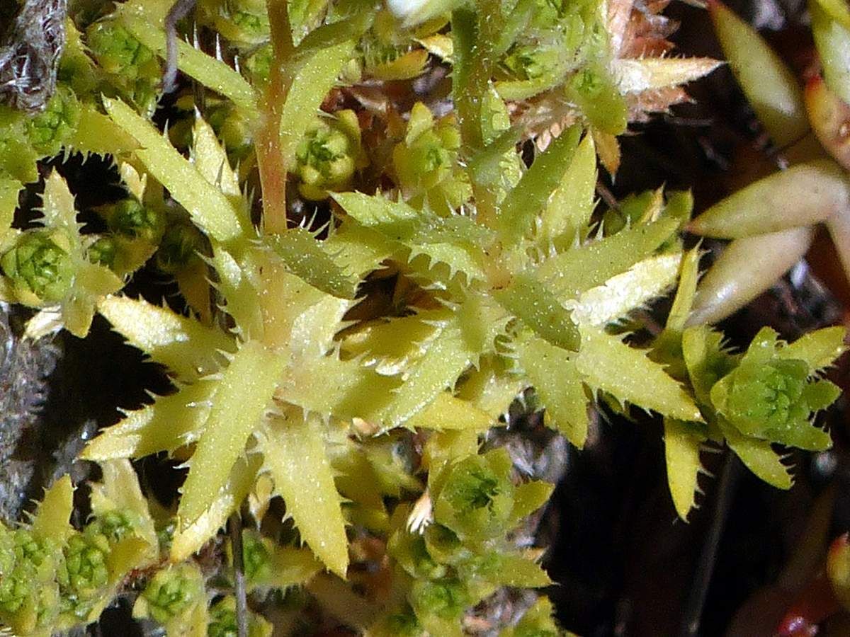 QUELQUES PLANTES ENDEMIQUES OU RARES DES PYRENEES ORIENTALES (fin) - LE ...