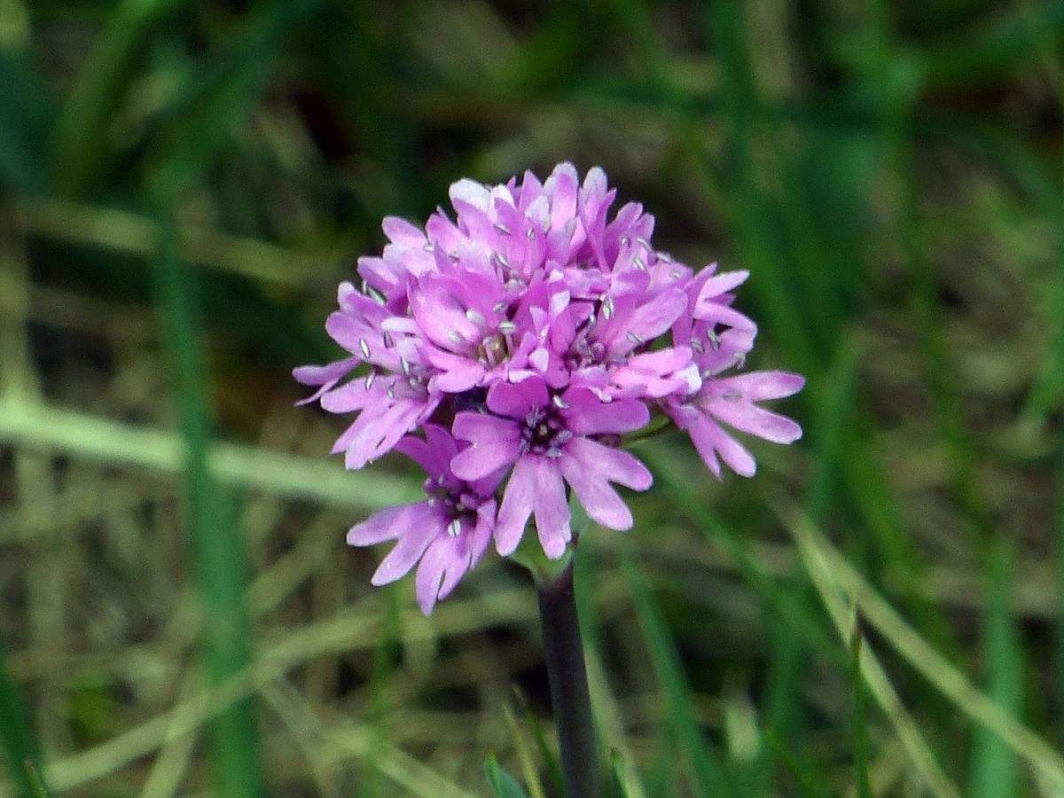 QUELQUES PLANTES ENDEMIQUES OU RARES DES PYRENEES ORIENTALES (fin) - LE ...