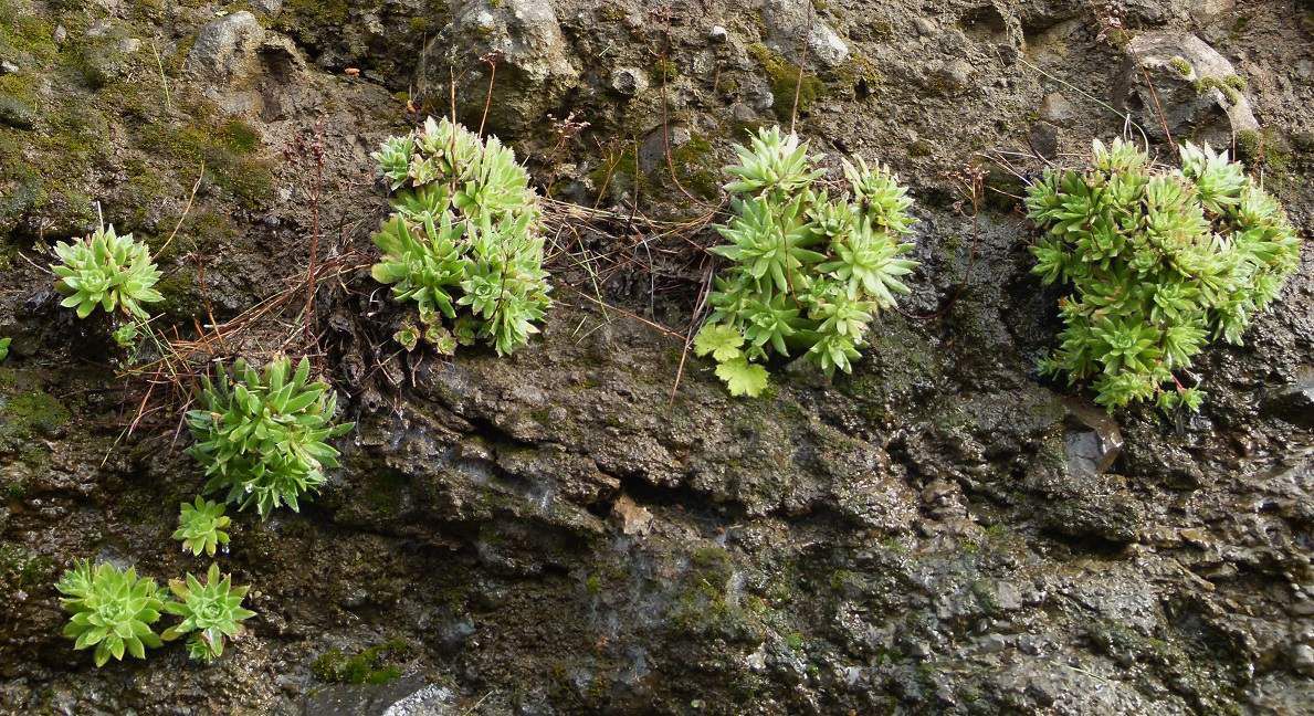 Aeonium simsii : rosettes aux feuilles ciliées