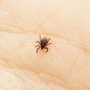 La tique, taille : 2 mm maximum