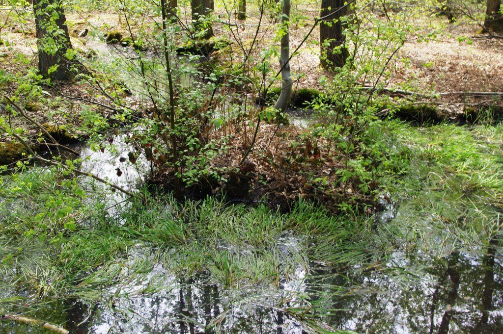 rencontre foret montmorency