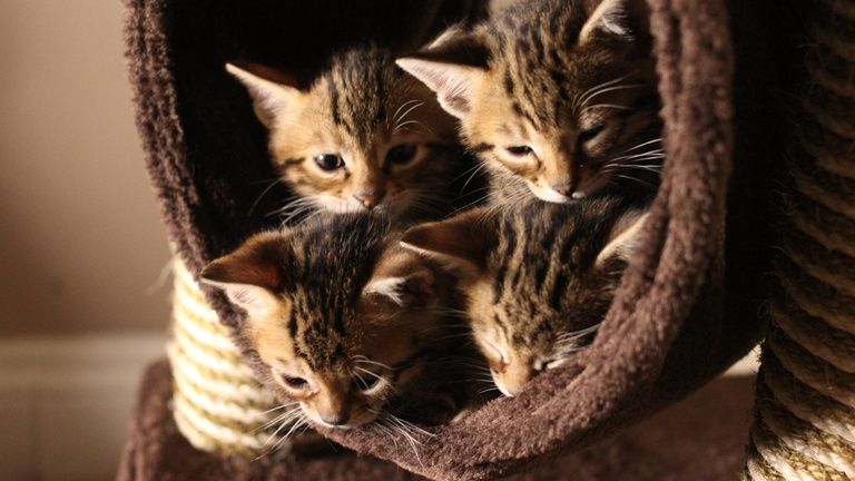 Une_vie_de_chaton_1