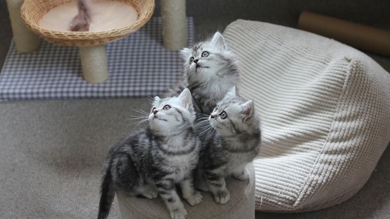 Une_vie_de_chaton_2