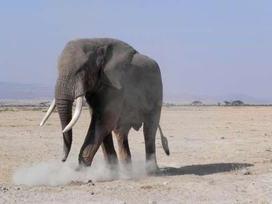 Le trafic d’ivoire (ici un éléphant dans le parc national d’Amboseli au Kenya) représente 11 % des annonces en ligne. IFAW