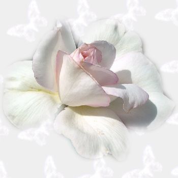 COMMENT SE LIBÉRER DU MENTAL