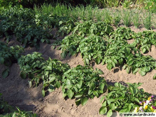 Pommes de terre au jardin. © droits réservés.