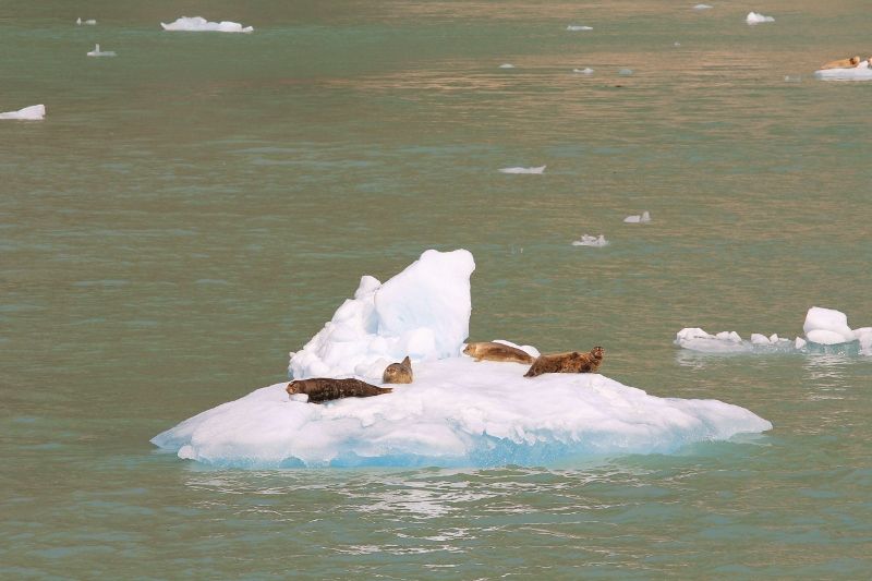 84 Phoques au soleil / iceberg Alaska