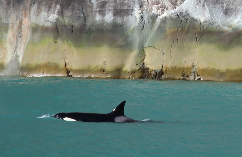 84 Orques Fjord Tracy Arm Alaska été