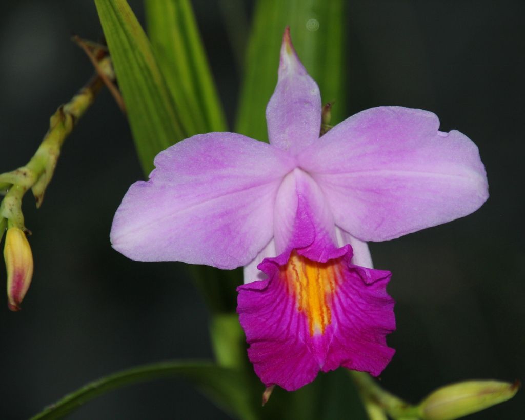 Orchidées à la Cloud Forest - Singapour