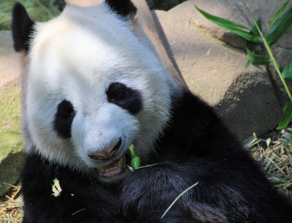 81 Pandas zoo Singapour