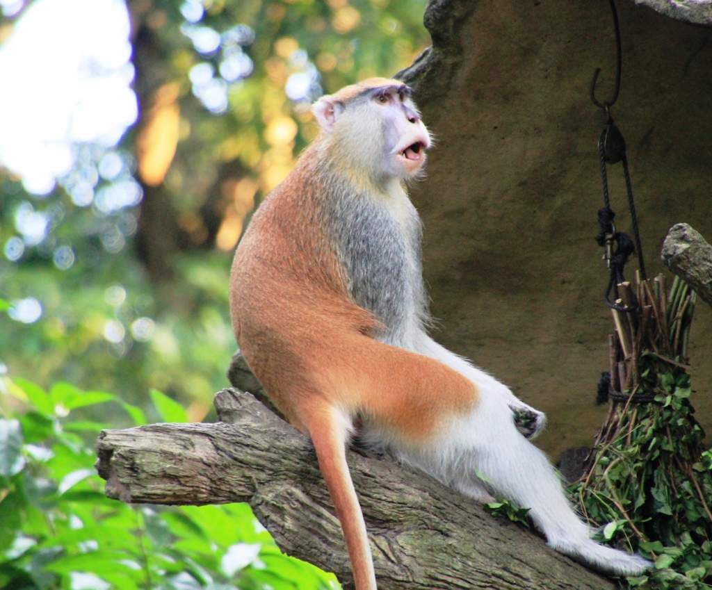 81 Primates zoo Singapour les MERVEILLES du MONDE de POUPIE