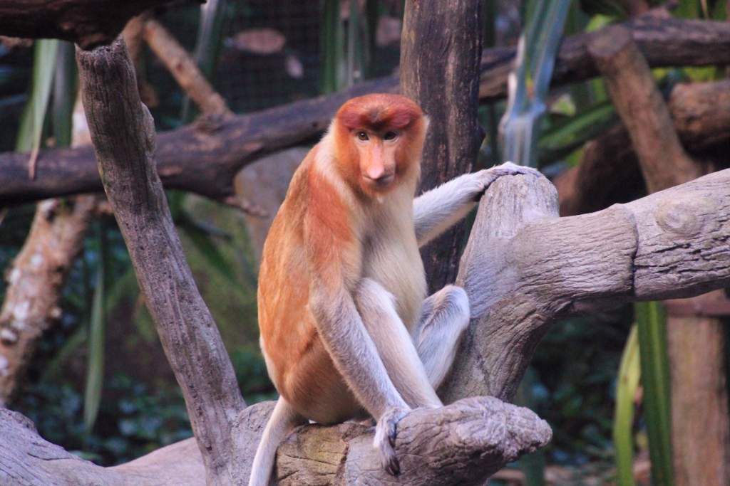 81 Primates  zoo Singapour 