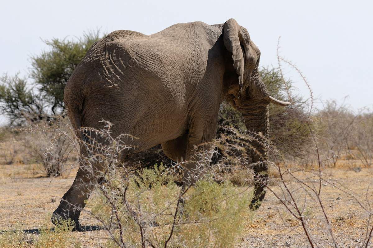 78 Girafes éléphants Etosha Namibie