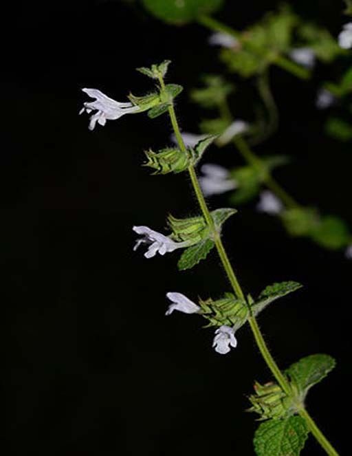 La mélisse (Melissa officinalis) a des propriétés antivirales