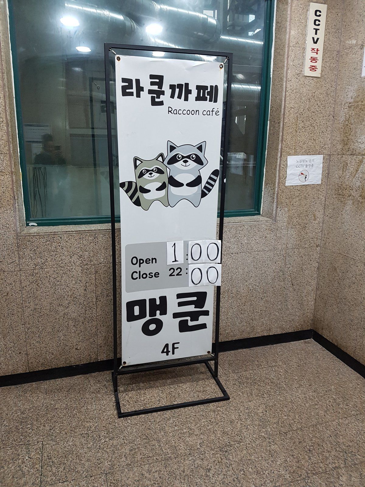 Racoon, raton laveur, Corée du sud, korea