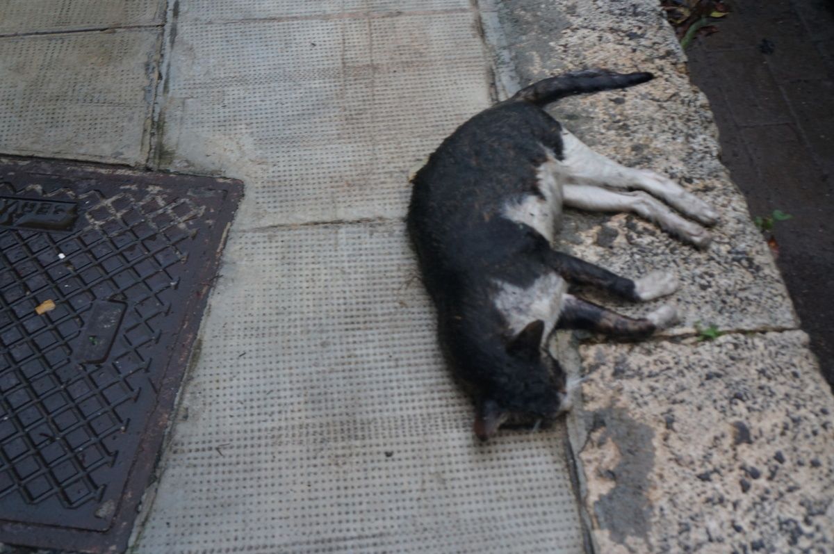 Foto di Maurizio Crispi. Il gatto morto di Via Lombardia (5 gennaio 2019)