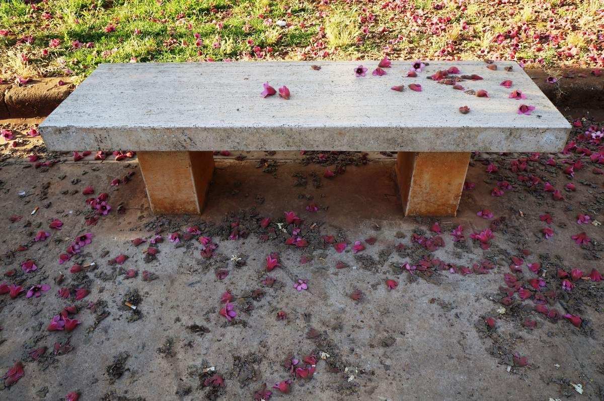 Foto di Maurizio Crispi - Palermo, panchina infiorata
