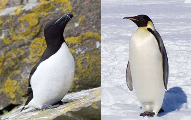 Les différences entre un manchot et un pingouin