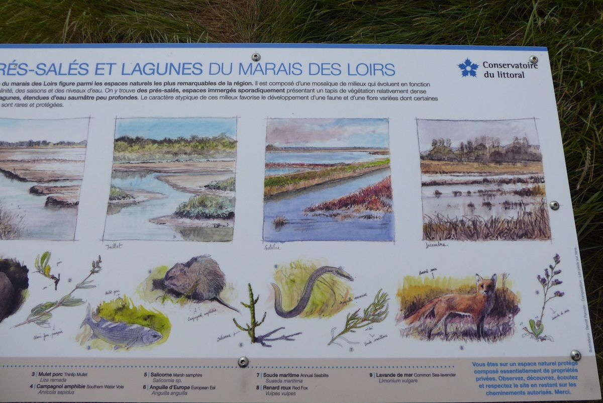 Prés-salés et lagunes du marais du loir
