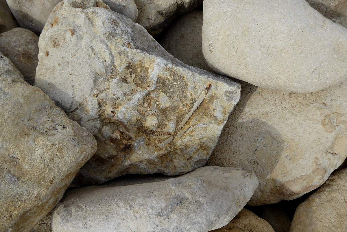Fossiles à Jard sur mer