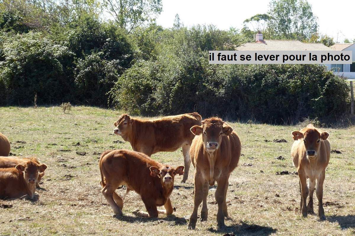 Vaches et sécheresse au pays des Olonnes