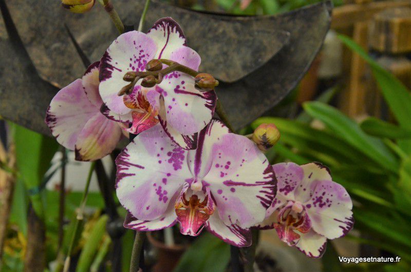 Féerie d'orchidées