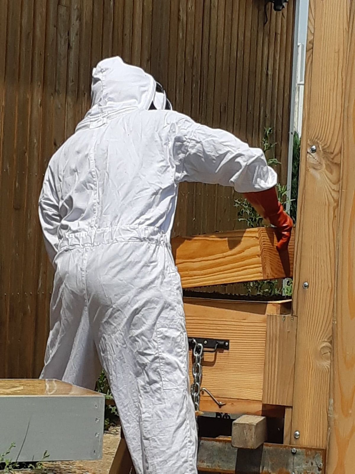Préparation de la ruche avant la récolte du miel