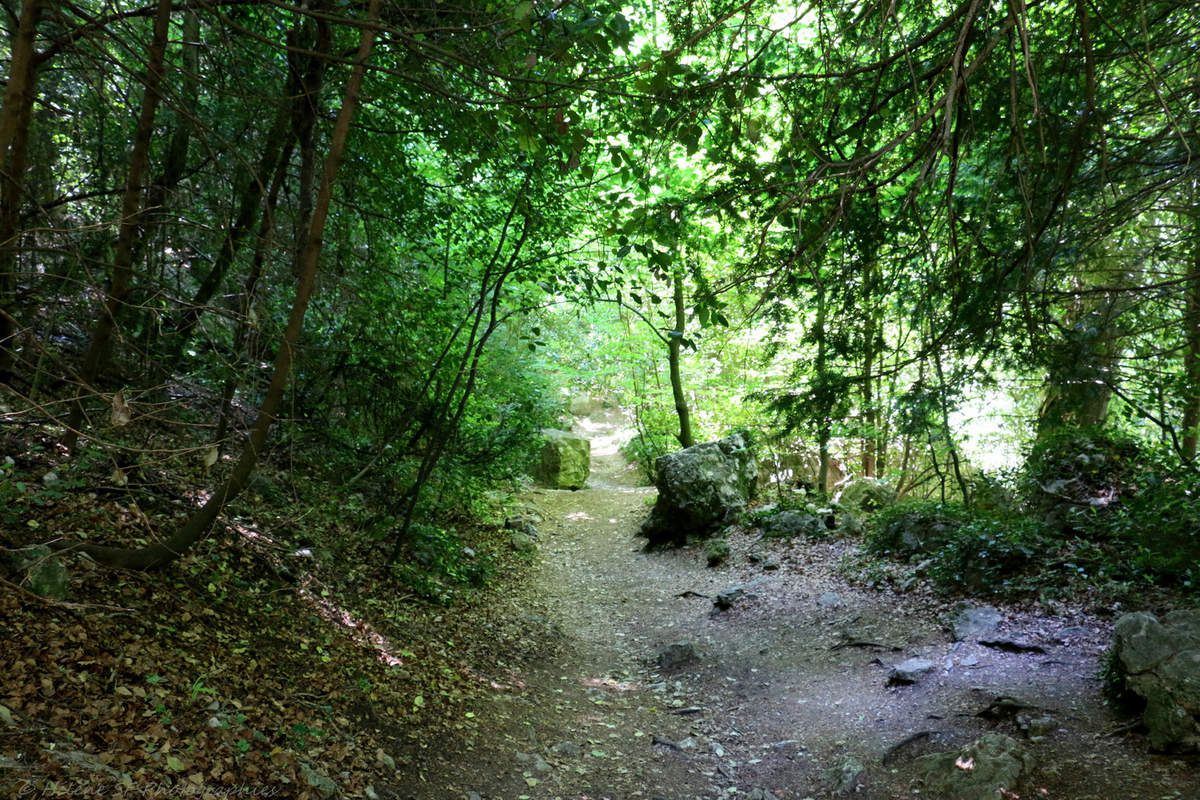 Provence incontournable: une randonnée remplie de magie dans la forêt sacrée de la Sainte Baume