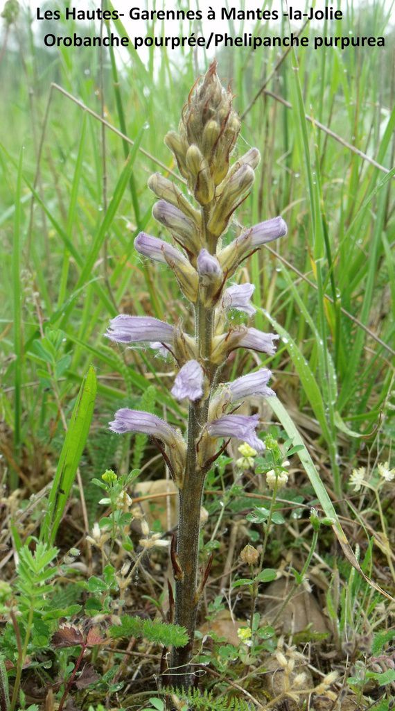 orobanche purpurea