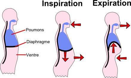 Respiration Diaphragme ostéopathie 75017 