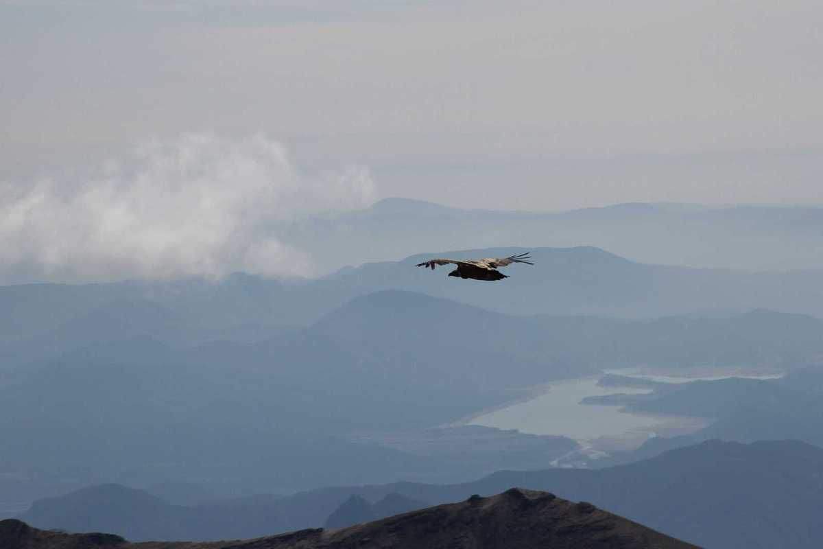 Vautours Pyrénéens