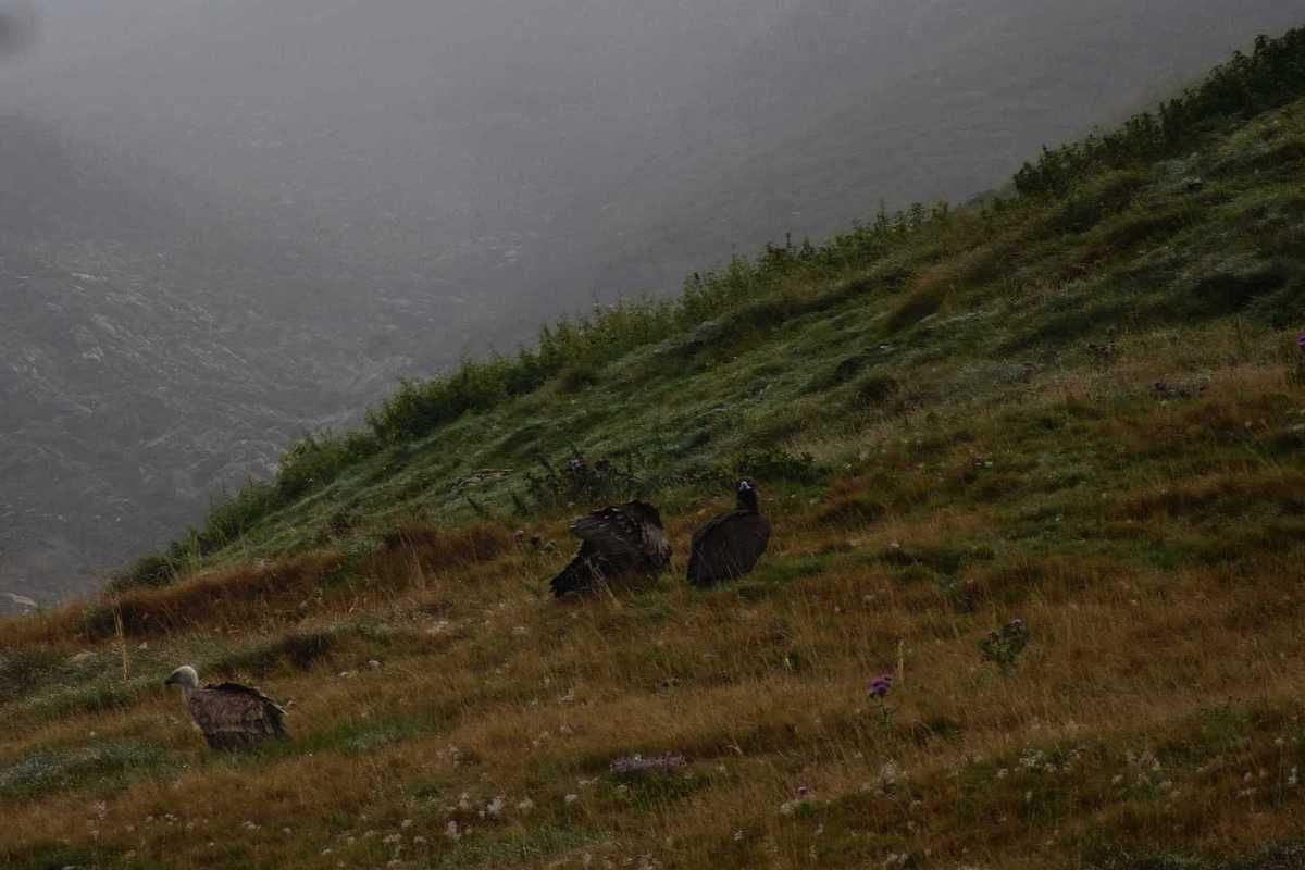 Vautours Pyrénéens