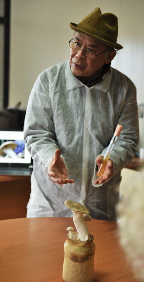  French based Chinese microbiologist Guanglai Zhang works with White Ferula Mushroom Pleurotus eryngii var nebrodensis.