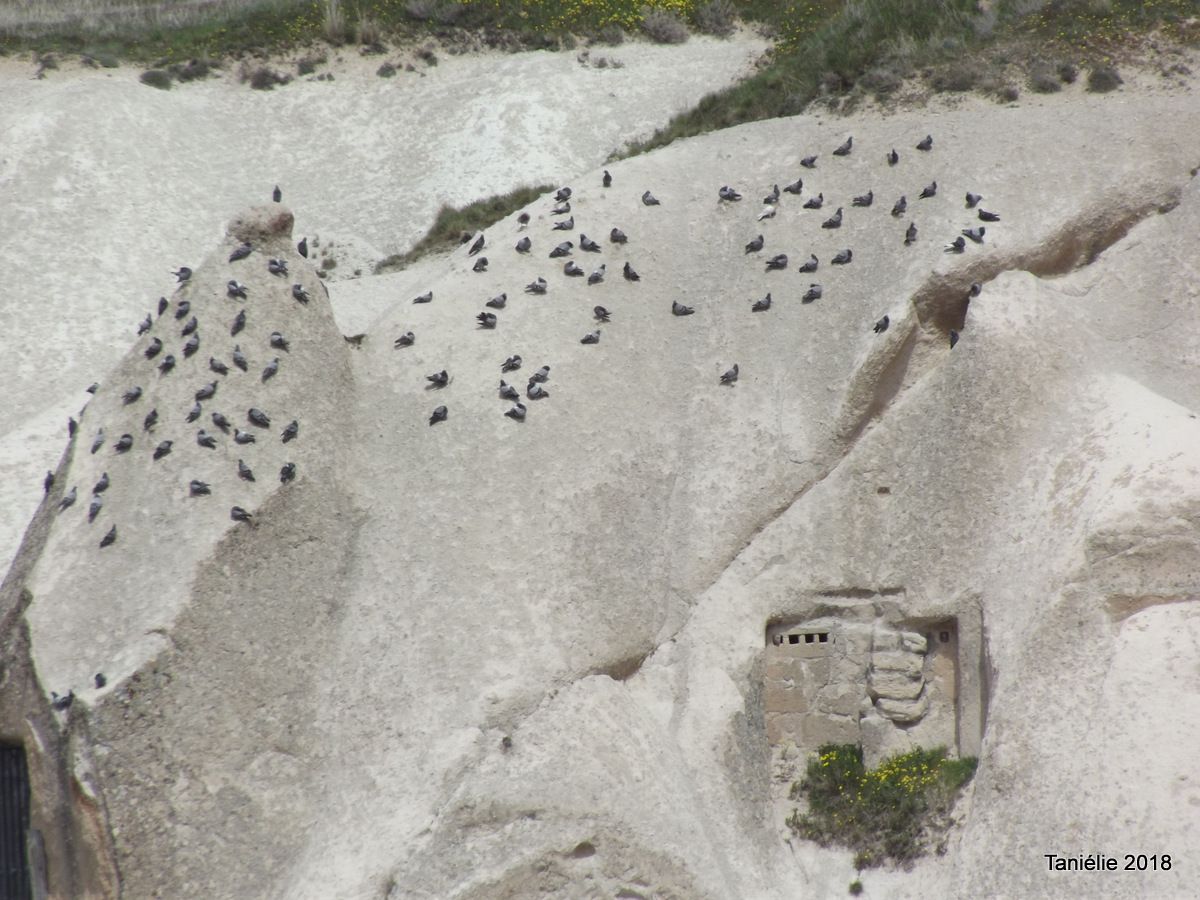 La Vallée des pigeons Uchisar Cappadoce Turquie