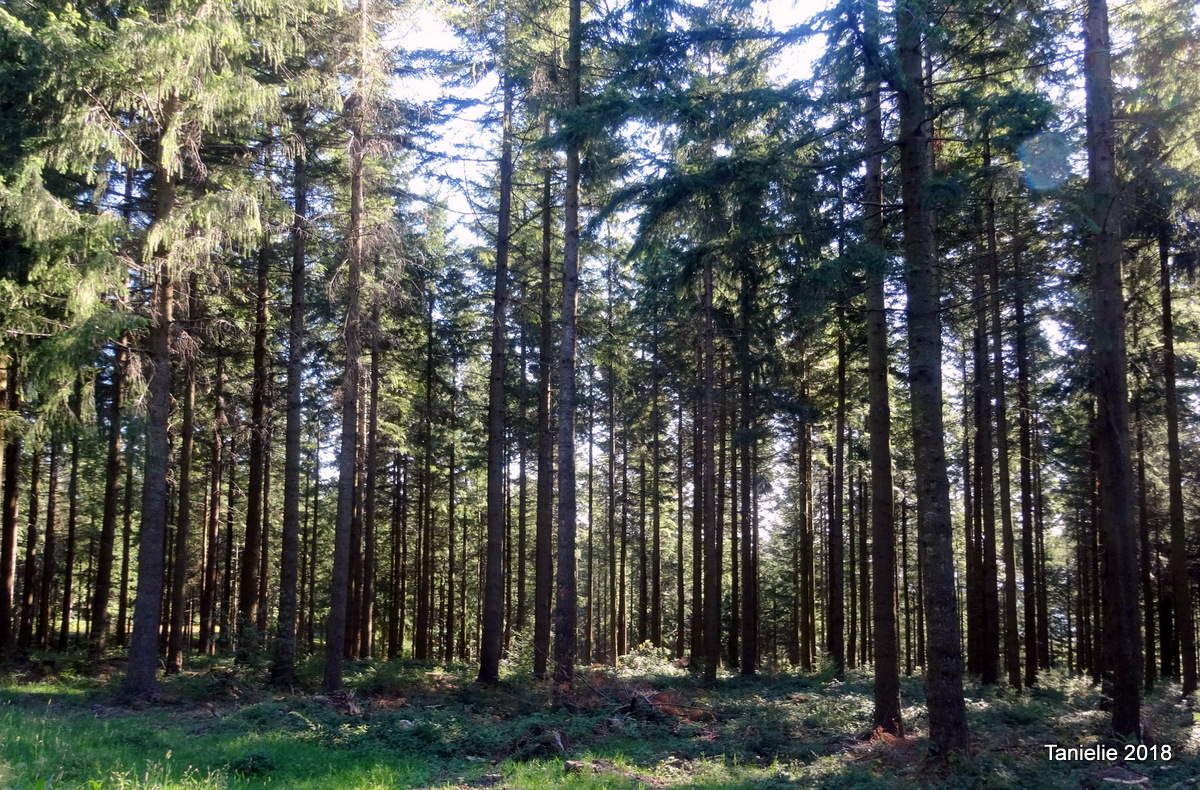 Le Mont Folin Et Les Sapins De Noel Du Morvan Une Belle Journee Ici Ou La