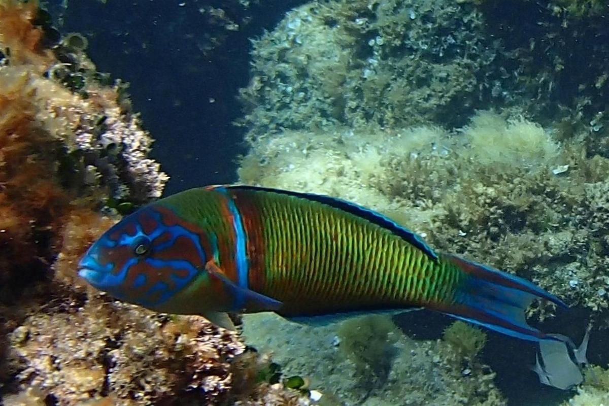 la parade des girelles paon, photos de Lucie