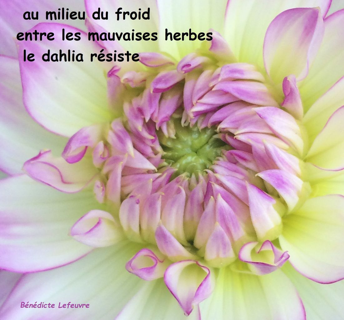 Haïku fleur - Le blog de Bénédicte Lefeuvre