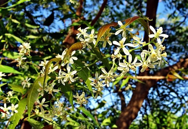 Le neem (Margousier) trouve ses origines en Inde. Il s'agit d'un arbre qui peut atteindre jusqu'à 12 mètres de haut possédant des feuilles vert clair. Ses feuilles sont très utilisées dans l'Ayurveda.