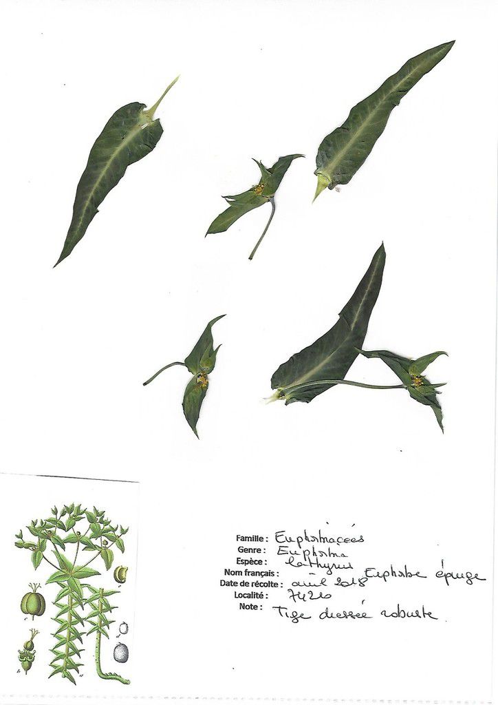Euphorbia lathyrus