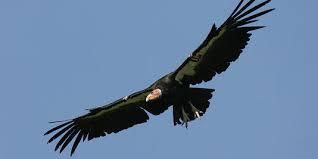 Condor de Californie en vol