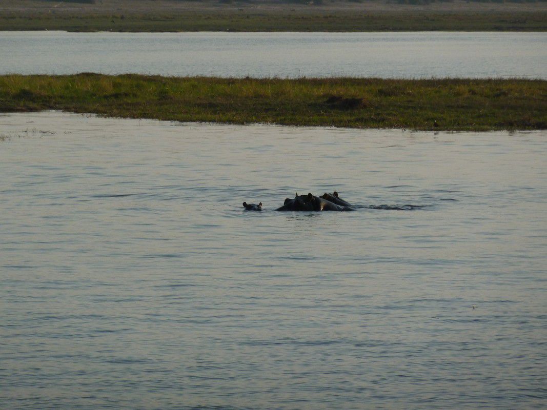 J30 – Samedi 11 août 2012 – Kasave - « Game cruise sur la Chobe River »