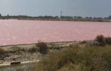 Salins d'Aigues-Mortes, photos fournies par Renée Ricoux Bonnevie.
