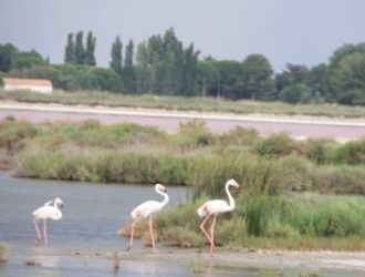 Les animaux dans la Camargue, photos fournies par Renée Ricoux Bonnevie.