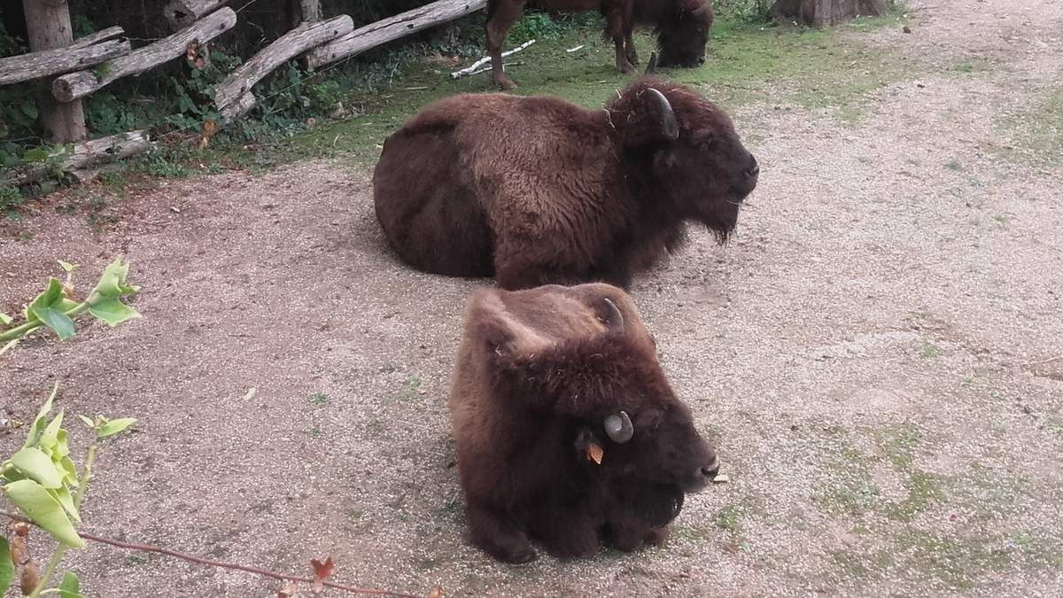Zoo Amnéville 57